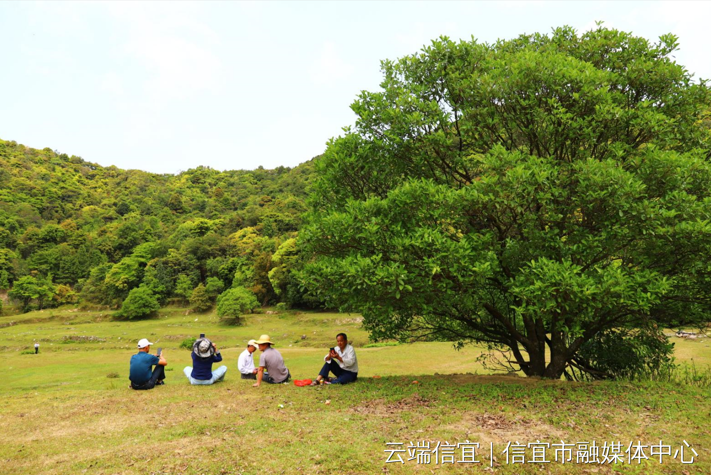 思賀:生態風光美,風景很治癒,遊子歸鄉去賞春-信宜市人民政府網